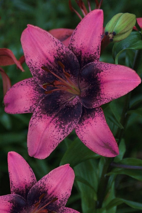 Lilja 'Purple Dream'